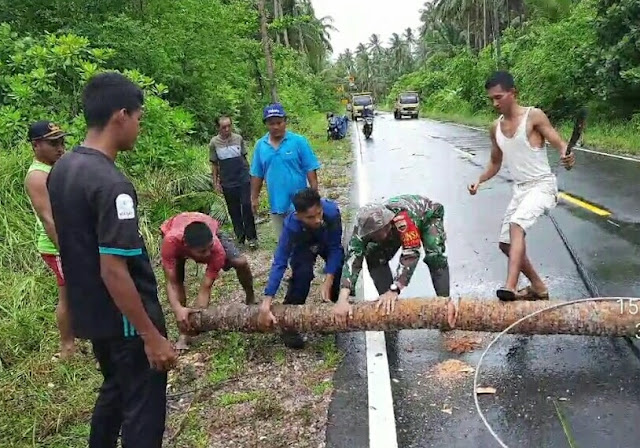Babinsa Saprizal Membantu Evakuasi Pohon Kelapa Yang Tumbang Menimpa Kabel di Jalan Raya