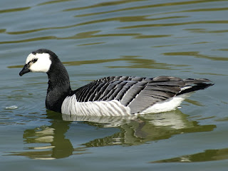 Bernache nonnette - Branta leucopsis