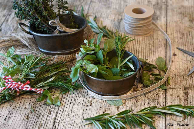 Conheça algumas plantas que podem evitar o mau-olhado e trazer prosperidade