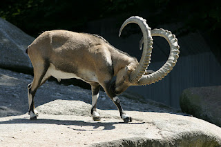 https://commons.wikimedia.org/wiki/File:Capra_ibex_ibex_%E2%80%93_04.jpg