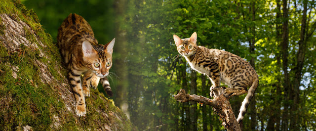 Although at first glance reminiscent of a tiger and leopard, the Bengal cat actually has cute and adorable behavior. They are like most other cats who are easily distracted by objects that move repeatedly.  But it is different when he is photographed in the middle of nature like this. Seen from afar, it was as if they were looking for another animal to prey on!