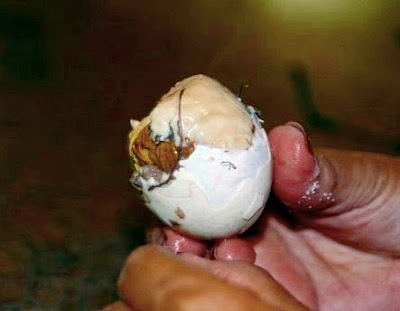 Fertilized Chicken Egg. duck (or chicken) egg with