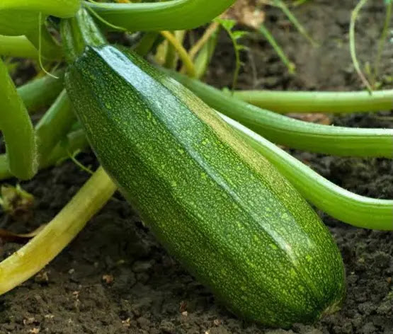 The benefits of courgette and healthy diet