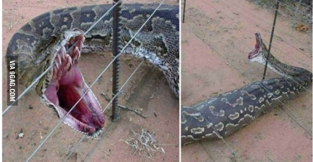 Snake in Electric fence