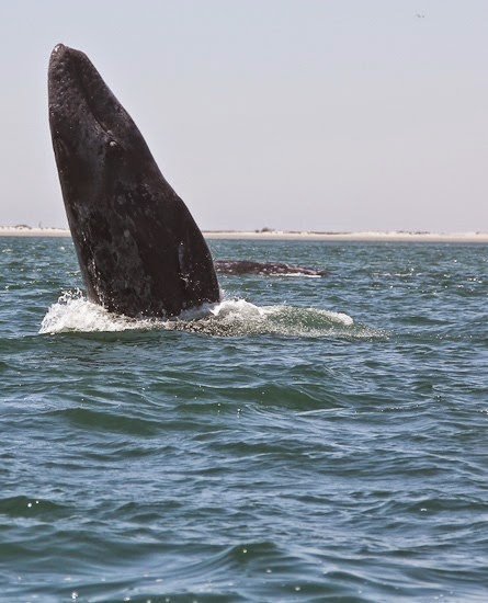 Whale Breaching