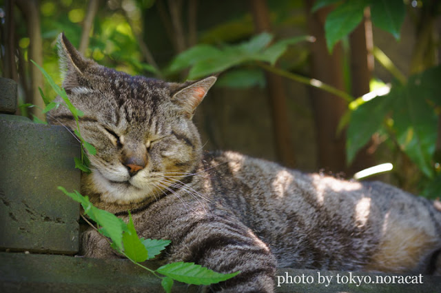 野良猫写真