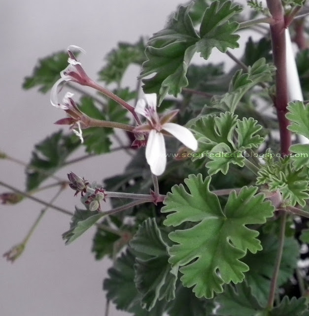 Ardwick Cinnamon Scented Pelargonium - flowers and leaves