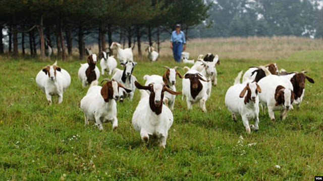 Peluang Usaha Kambing Jawa Potong Modal 10 Juta & Analisa Usahanya