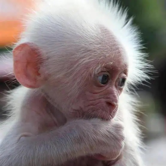 Albino Monkeys: Nature's Rare Gems and Their Struggle for Survival