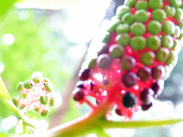 Phytolacca japonica