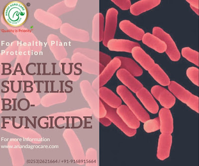 Bacillus subtilis bio fungicide