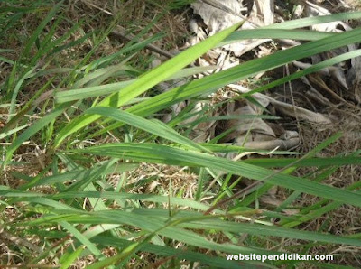 Daun ilalang bentuk tulang daunnya sejajar