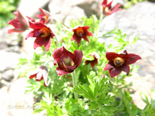 Pulsatilla cernua