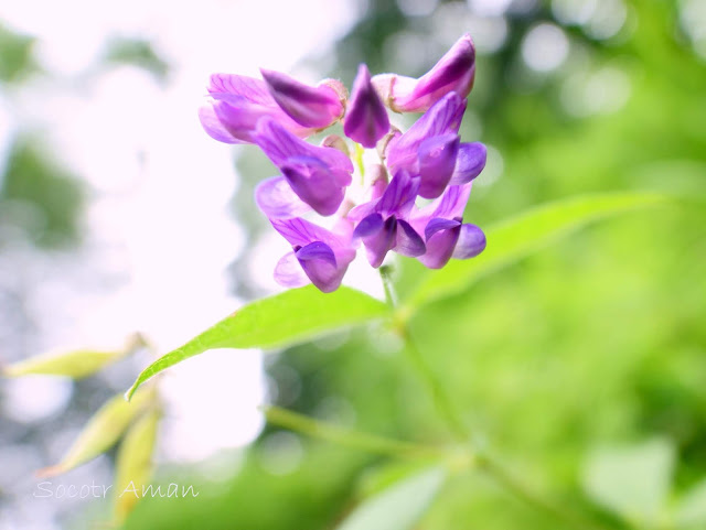 Vicia unijuga