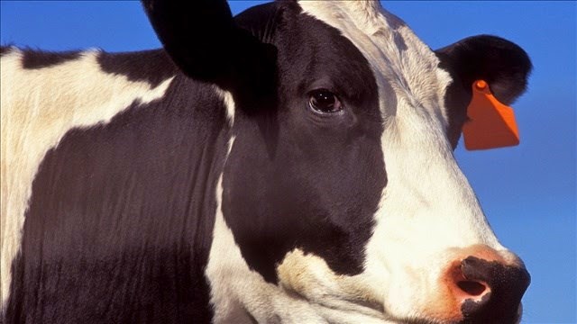 http://www.khq.com/story/27184584/semi-truck-ignites-after-striking-cows-on-highway