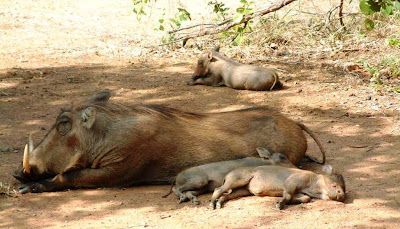 Warthog-Lying-With-Babies-In-The-Shade