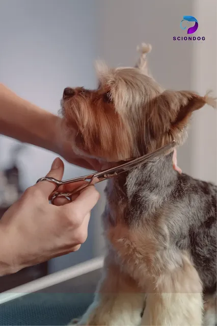 Treating Hair Loss in Dogs