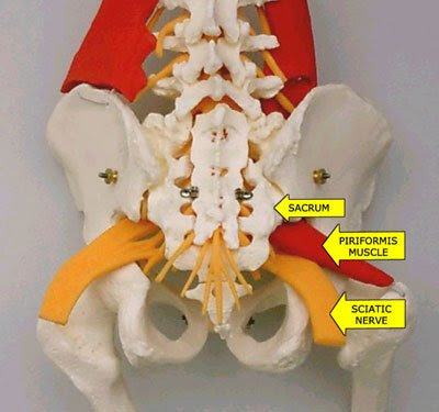 Lumbar nerve roots come together to form the sciatic nerve which travels down the leg