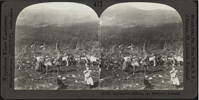 Лапландцы доят оленей, Норвегия