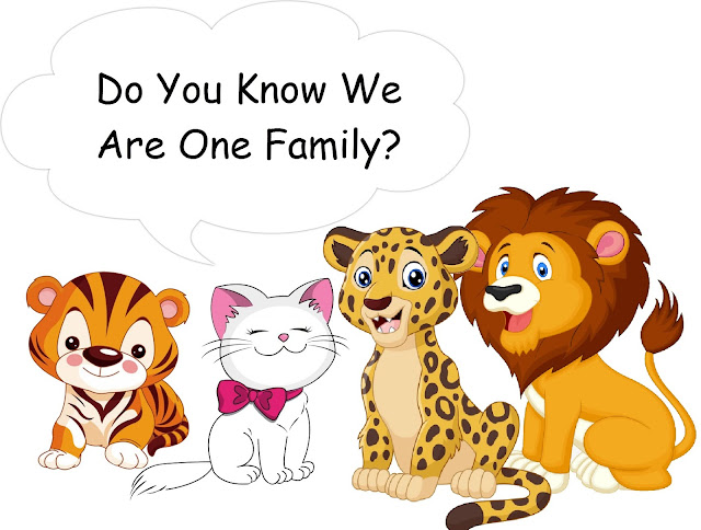 How was species diversity formed and examples? Species diversity types is formed due to variations or differences in characteristics and appearance between individuals of different species or species in a family, for example diversity in animals: tigers, lions, cetahs and cats.