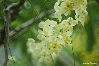 淺景深花朵拍攝技巧 - 豬腸豆花散景拍攝技巧