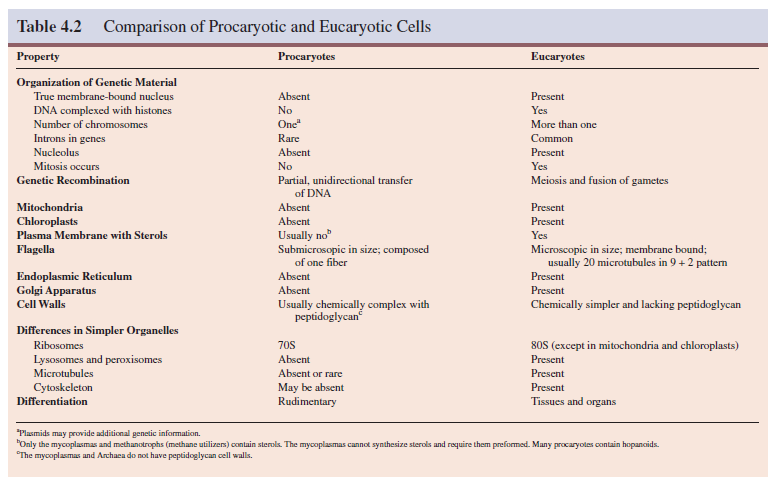 Comparison of Procaryotic and Eucaryotic Cells