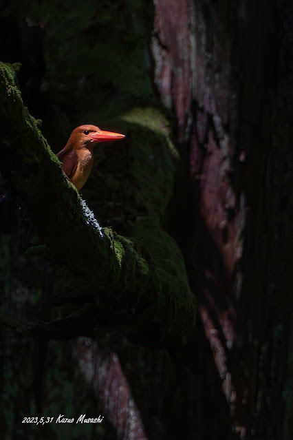 山形で出会った野鳥　アカショウビン