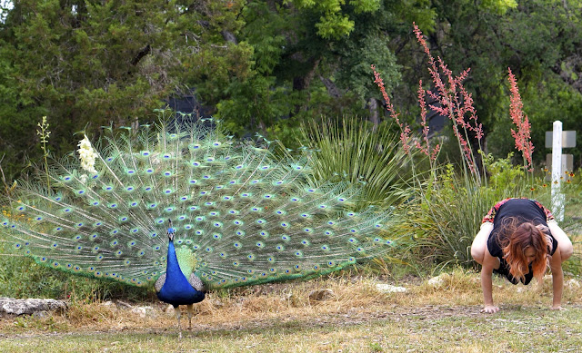 PECOCK, MAYFIELD PARK, CROW POSE, YOGO, AUSTIN TEXAS