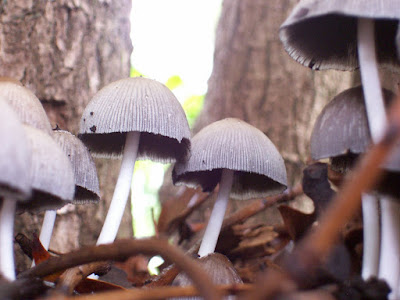 group of mushrooms