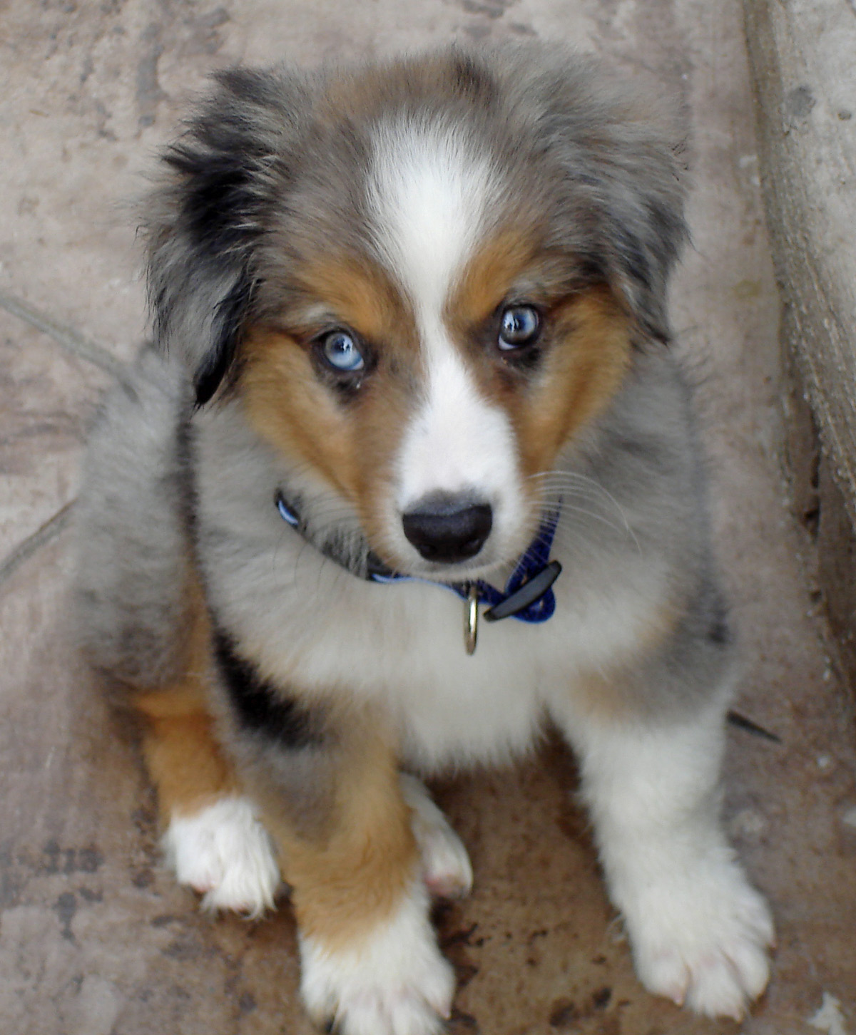 Mini Australian Shepherd Brown