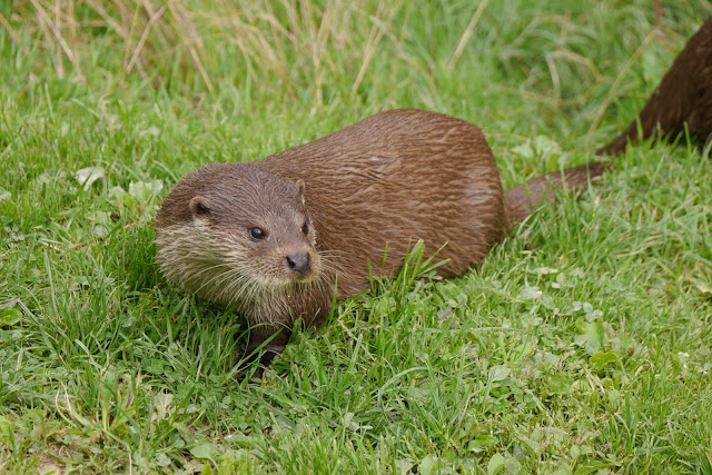 Otter