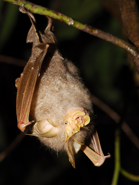 Trefoil Horseshoe Bat - Rhinolophus trifoliatus