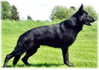 The Shepherd Dog German Breed
