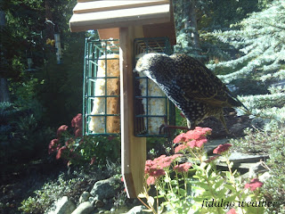 European Starling