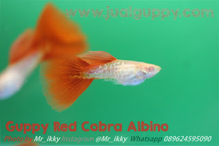 Jual  Red Tail Snakeskin Guppy,  Harga  Red Tail Snakeskin Guppy,  Toko  Red Tail Snakeskin Guppy,  Diskon  Red Tail Snakeskin Guppy,  Beli  Red Tail Snakeskin Guppy,  Review  Red Tail Snakeskin Guppy,  Promo  Red Tail Snakeskin Guppy,  Spesifikasi  Red Tail Snakeskin Guppy,   Red Tail Snakeskin Guppy Murah,   Red Tail Snakeskin Guppy Asli,   Red Tail Snakeskin Guppy Original,   Red Tail Snakeskin Guppy Jakarta,  Jenis  Red Tail Snakeskin Guppy,  Budidaya  Red Tail Snakeskin Guppy,  Peternak  Red Tail Snakeskin Guppy,  Cara Merawat  Red Tail Snakeskin Guppy,  Tips Merawat  Red Tail Snakeskin Guppy,  Bagaimana cara merawat  Red Tail Snakeskin Guppy,  Bagaimana mengobati  Red Tail Snakeskin Guppy,  Ciri-Ciri Hamil  Red Tail Snakeskin Guppy,  Kandang  Red Tail Snakeskin Guppy,  Ternak  Red Tail Snakeskin Guppy,  Makanan  Red Tail Snakeskin Guppy,   Red Tail Snakeskin Guppy Termahal,  Adopsi  Red Tail Snakeskin Guppy,  Jual Cepat  Red Tail Snakeskin Guppy,  Kreatif  Red Tail Snakeskin Guppy,  Desain  Red Tail Snakeskin Guppy,  Order  Red Tail Snakeskin Guppy,  Kado  Red Tail Snakeskin Guppy,  Cara Buat  Red Tail Snakeskin Guppy,  Pesan  Red Tail Snakeskin Guppy,  Wisuda  Red Tail Snakeskin Guppy,  Ultah  Red Tail Snakeskin Guppy,  Nikah  Red Tail Snakeskin Guppy,  Wedding  Red Tail Snakeskin Guppy,  Flanel  Red Tail Snakeskin Guppy,  Special  Red Tail Snakeskin Guppy,  Suprise  Red Tail Snakeskin Guppy,  Anniversary  Red Tail Snakeskin Guppy,  Moment  Red Tail Snakeskin Guppy,  Istimewa   Red Tail Snakeskin Guppy,  Kasih Sayang   Red Tail Snakeskin Guppy,  Valentine   Red Tail Snakeskin Guppy,  Tersayang  Red Tail Snakeskin Guppy,  Unik  Red Tail Snakeskin Guppy, 