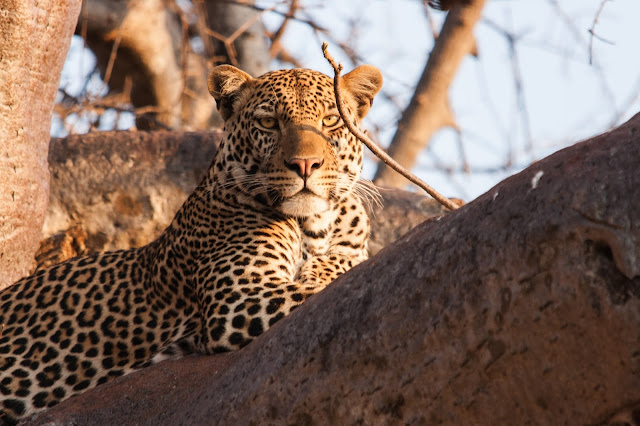 male leopard ruaha tanzania mdonya