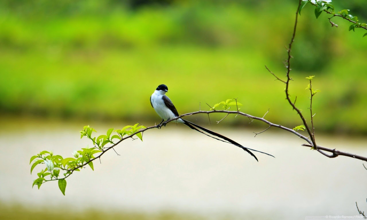 High Quality Birds Wall-papers For Computers