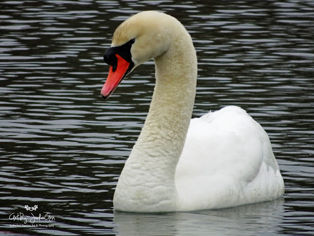 White swan