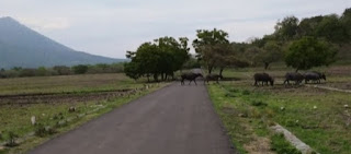 Taman Nasional Baluran - Situbondo