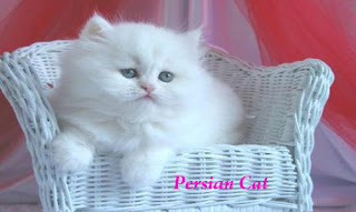 Goodlooking of Persian Cat
