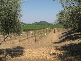 winemaking california