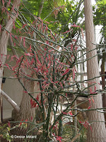 Abyssinian euphorbia blooms - Kyoto Botanical Gardens Conservatory, Japan