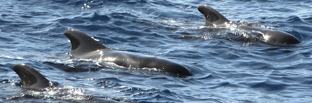 Delfines; Calderones; Reserva de la Biosfera; La Palma; Isla Bonita; Islas Canarias; Canarias; Canary Islands; Îles Canaries