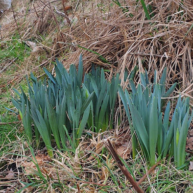 Image of daffodils growing up through grass at the side of a road. No buds yet, but life