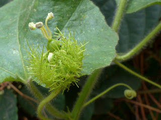 Passiflora foetida - Passiflore fétide -  Passiflore poc-poc