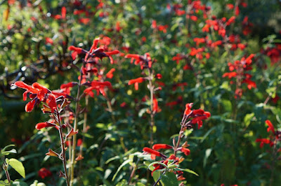 Salvia fulgens - Mexican scarlet sage care and culture