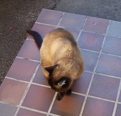 Cat1