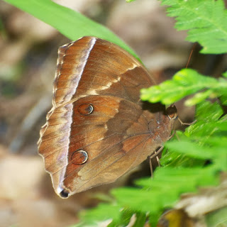 Dark Jungle Glory (Thaumantis noureddin)