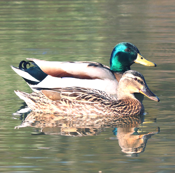 how to differentiate male and female ducks, differences between male and female ducks, male vs female ducks