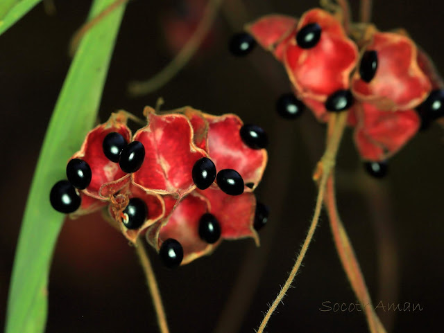 Rhynchosia acuminatifolia